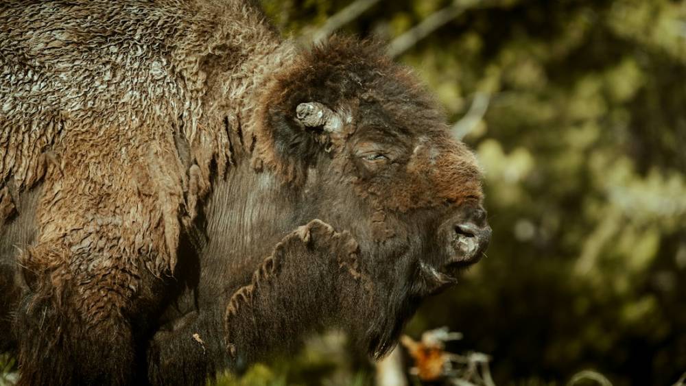 A bison in profile