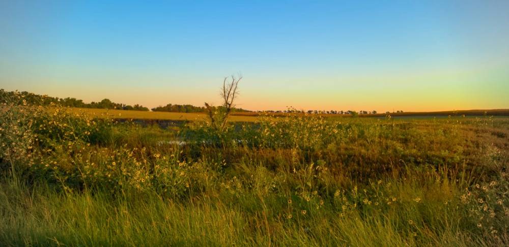 Open grassland at golden hour
