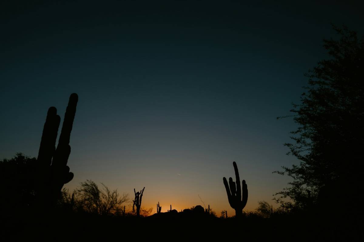 Saguaro cacti silhouetted at dusk